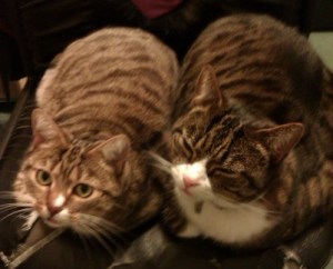 Cat (A poem) Cat (A poem)