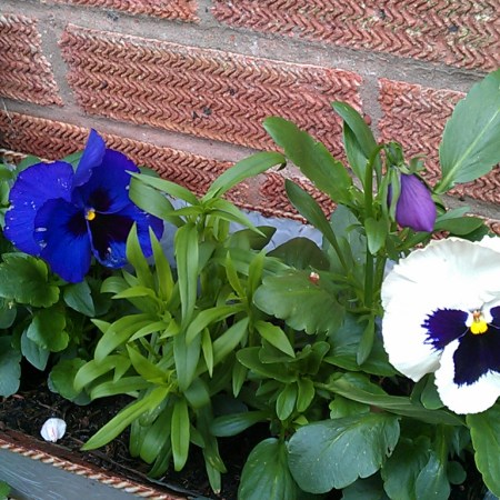 Picture of the Day: Pansies – Radford Semele [2012]