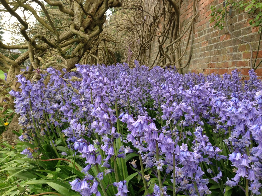 bluebells by a wall