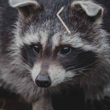 Stegzy & Zoe Meet Raccoons