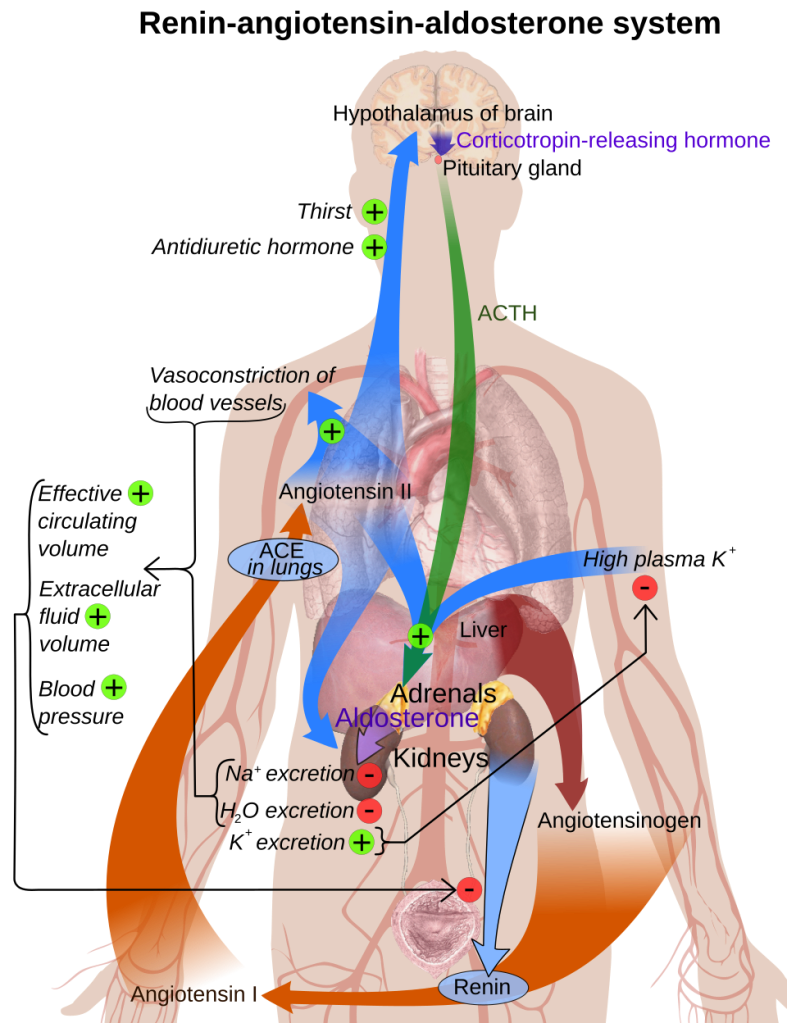 A diagram of the Renin-angiotensin-aldosterone system